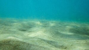  Βουλγαρία: Γέμισαν χτένια οι ακτές στη Μαύρη Θάλασσα μετά από 5.000 χρόνια!