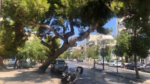 Το επόμενο δέντρο ... είναι αυτό