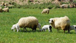 Στη δικαιοσύνη για τις μοναστηριακές εκτάσεις που έγιναν βοσκοτόπια