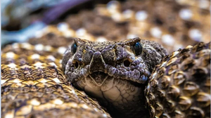 Βρήκε επιθετική οχιά στο διαμέρισμά της... στον 2ο όροφο!