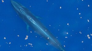 Η φάλαινα που κινδυνεύει να εξαφανιστεί μόλις ένα χρόνο μετά την ανακάλυψη του είδους