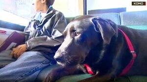 Πέθανε η Eclipse, το διάσημο λαμπραντόρ που έπαιρνε το λεωφορείο και πήγαινε μόνο του στο πάρκο