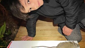 Νέα Ζηλανδία: Μαθητές σκότωσαν 600 αρουραίους σε 100 μέρες