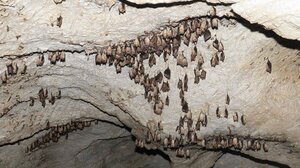 Νυχτερίδες: Στην Ελλάδα 36 είδη – Η προσπάθεια για την προστασία της σπηλαιόβιας ζωής