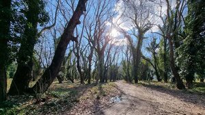 Θανατηφόρα ασθένεια "θερίζει" υπεραιωνόβια πλατάνια