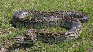 Αυστραλία: Πεντάχρονο αγοράκι επέζησε της επίθεσης πύθωνα