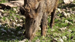 Νεκρός 60χρονος σε κυνήγι αγριογούρουνου 