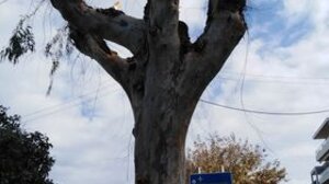 Η κοπή των δέντρων συνεχίζεται