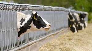 Επιτροπή Ανταγωνισμού: Ξεκινά η χαρτογράφηση του κλάδου ζωοτροφών