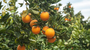WCO: Η κλιματική αλλαγή χτύπησε τα εσπεριδοειδή