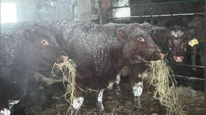 Πάγωσαν τα ζώα από την χιονοκαταιγίδα στις ΗΠΑ