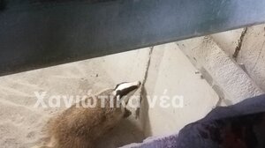 Επιχείρηση για τον απεγκλωβισμό του... άρκαλου! 