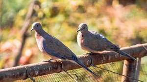 Βουλγαρία: Ξέσπασμα γρίπης των πτηνών - Θα θανατωθούν 25.000 ορτύκια