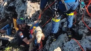 Έσωσαν σκυλάκι από χαράδρα 10 μέτρων