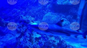 ΒΤΑ: Το πρώτο εκθεσιακό ενυδρείο πάγου στον κόσμο θα κατασκευαστεί στο Πλόβντιβ