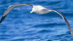 Ο γλάρος άλλαξε τα πλάνα των ταξιδιωτών