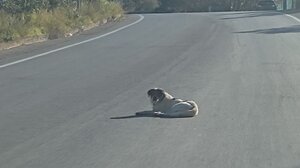 Παραμένει στη μέση του δρόμου ο τετράποδος φίλος