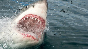 Ανήλικη πάλεψε με καρχαρία και κατάφερε να σωθεί!