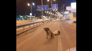 Ένας σκύλος θρηνεί και αρνείται να εγκαταλείψει τον φίλο του...