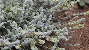 Επίσημη παρουσίαση για το βιβλίο της Μαρίας Πιτσικάκη