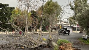 Οι άνεμοι ξερίζωσαν δέντρο στο πάρκινγκ στην Κνωσό