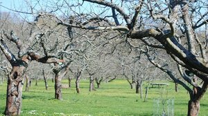 Μηλοειδή: Χειμερινές επεμβάσεις φυτοπροστασίας