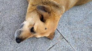 Έσβησαν τσιγάρο στο κεφάλι αδέσποτου σκυλιού στη Ροδόπολη Σερρών!