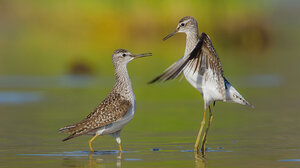  Οι υγρόΤΟΠΟΙ, οι δικοί μας ΤΟΠΟΙ, μας χρειάζονται