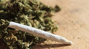 Ο Μασκ … μύρισε τα ναρκωτικά στον επιβάτη του πλοίου!