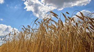 ΟΗΕ: Παρατείνεται η συμφωνία για τα σιτηρά της Μαύρης Θάλασσας
