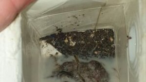 Γάλα με… απροσδιόριστο περιεχόμενο μοιράζεται στα παιδιά μας!