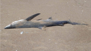 Νεκρό καρχαριοειδές σε ακτή της Κισάμου