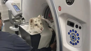 Νεότερη ενημέρωση για το λευκό τιγράκι