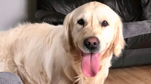 Σκύλος... δραπέτευσε από το νέο του σπίτι για να γυρίσει πίσω σε αυτούς που τον ξεφορτώθηκαν