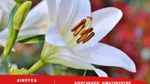 Πασχαλινή εθελοντική αιμοδοσία στην Αλικαρνασσό