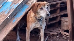 Ελεύθερος ο άνδρας που συνελήφθη για την κακοποίηση των ζώων του