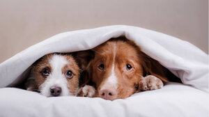 Αεροπορική εταιρεία παρουσίασε μενού με λιχουδιές για... ξεχωριστούς επιβάτες!