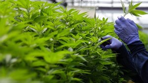 Tο κυβερνητικό σχέδιο για αποποινικοποίηση της κάνναβης καταγγέλλει η αντιπολίτευση στη Γερμανία 