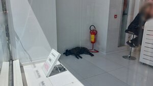 Ούτε το κουλούκι δεν άντεξε τη ζέστη- Μπήκε να δροσιστεί στη βιτρίνα!