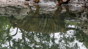 Καλά νέα για τις τίγρεις στην Ινδία: Ανακάμπτει με εντυπωσιακό ρυθμό ο πληθυσμός τους