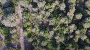 Βάι: Η εκπληκτική ομορφιά του εμβληματικού φοινικοδάσους από ψηλά