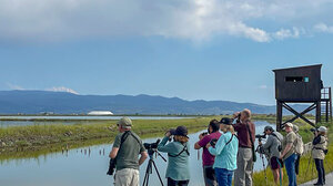 Η Λέσβος, κορυφαίος προορισμός παρατήρησης πουλιών