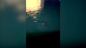 Ένας απρόσμενος επισκέπτης στο Ενετικό Λιμάνι του Ηρακλείου - Βίντεο