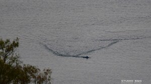  Βασιλική ζαργάνα στη παραλία Καραθώνας στο Ναύπλιο 