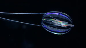 Πώς έμοιαζαν τα πρώτα ζώα;