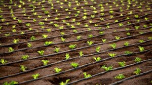 Δήμος Μινώα: Αναρτήθηκαν οι κατάλογοι άρδευσης και περιβαλλοντικού τέλους