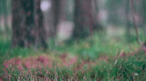 Παράτησε δεμένο σε δέντρο τον παρ’ ολίγον εραστή της!