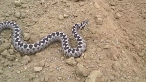 Σε σοβαρή κατασταση νοσηλεύεται η 39χρονη την οποία δάγκωσε οχιά