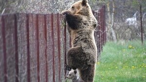 Συμβουλές για αναπάντεχες "συναντήσεις" με αρκούδα