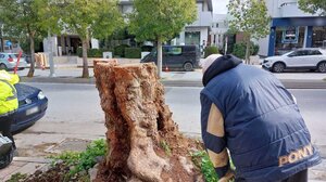 Το αλμυρίκι προσπαθεί ν' ανθίσει- Άγνωστος κόβει κρυφά τους νέους βλαστούς